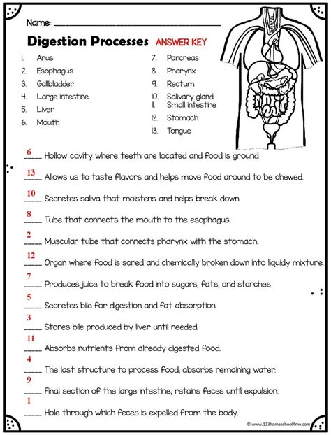 digestive system worksheet answers